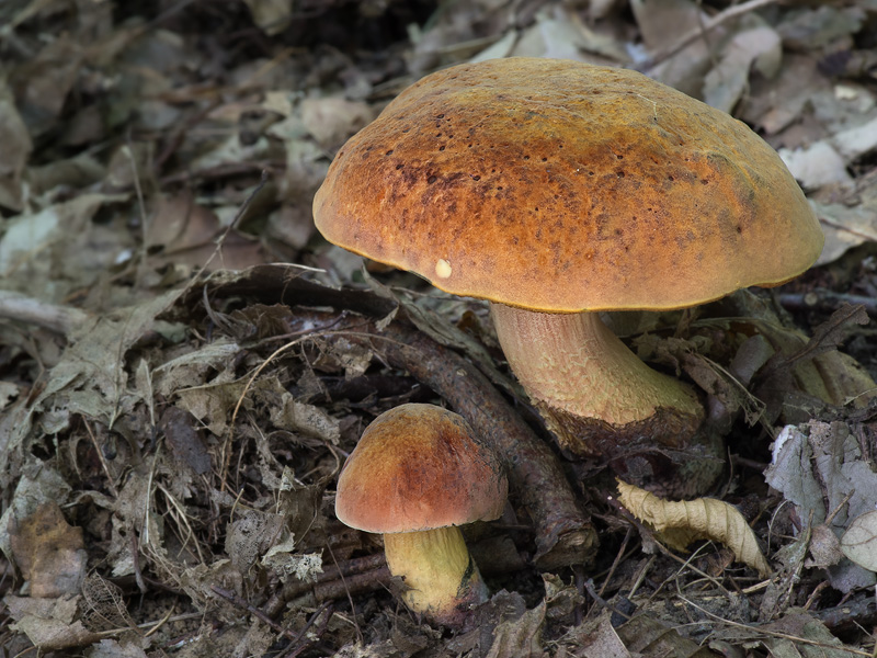 Boletus queletii